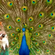 Hey, baby, check out my plumage! A male peacock struts his stuff for a peahen. Image: Roslyn Dakin/PLOS One.